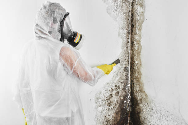 Office Mold Removal Services in Oakland, CA