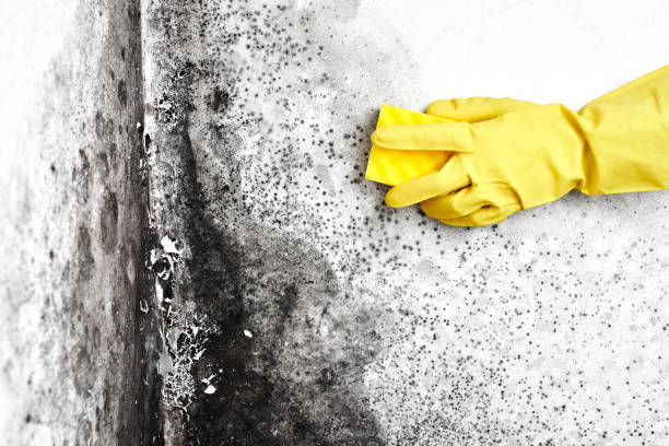 Mold Removal and Inspection in Oakland, CA