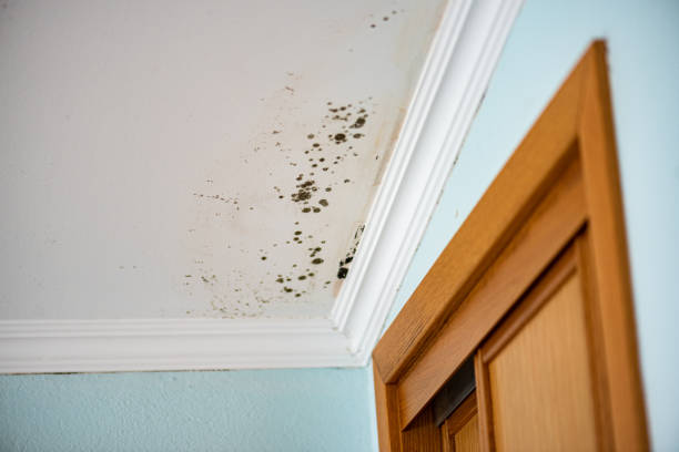 Crawl Space Mold Removal in Oakland, CA
