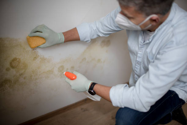 Mold Removal Process in Oakland, CA