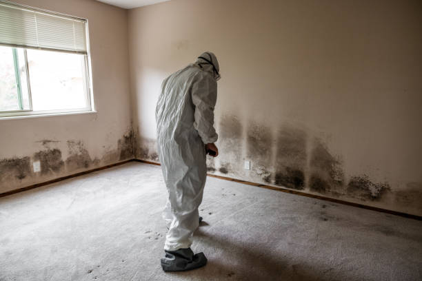 Oakland, CA Mold Removal Company
