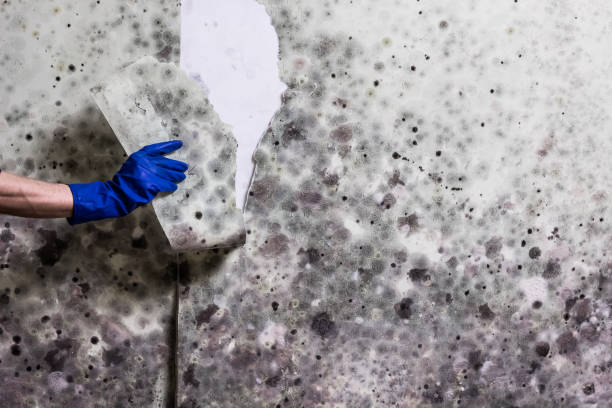 Best Attic Mold Removal  in Oakland, CA
