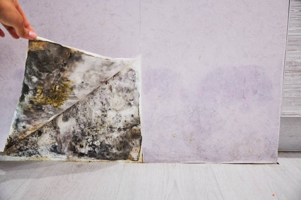 Best Black Mold Removal  in Oakland, CA